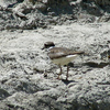 69　Semipalmated Plover