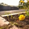 足がおぼつかなくなったので、庭の植木も「断捨離」。