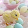 ぴよこ🐣の名前の由来