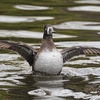 ２０２２年１２月　神奈川県の公園にて野鳥観察。