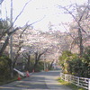 さくら・桜・サクラ…。