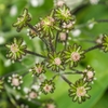 ノブキの花、よく見てみるとオモシロイ