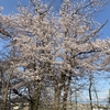 新石川公園（横浜市青葉区）の桜