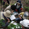 ６月の八竜湿地自然観察会