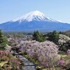 富士ビューホテルから見た富士山と桜