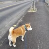 息子のセンター試験とちくわのシャンプー。