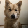 マヤの独り言