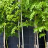 竹虎さんのブログが好きです。竹への愛情が溢れています。