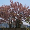 4月２３日　八重桜