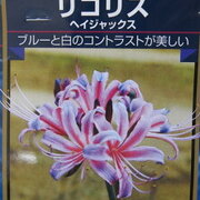 実は通販でも買えちゃう 青い彼岸花が実在するか調べてみた結果 ロク姫速報