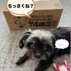 あれ？ちっさくね？って話と、気になるサイト・Circle Toysとは？
