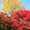 法泉寺の紅葉