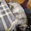 猫とストーブとちゅーる