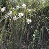歩く姿はユリの花20240814