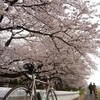 お花見サイクリング