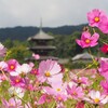 関東からでも行きたい！奈良県のコスモス名所4選まとめ｜見頃、見どころ、秋桜、コスモス迷路、藤原宮跡、法起寺、般若寺、安倍文殊院、写真
