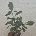 日記