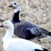 珍鳥アオハクガン、鶴田で撮影