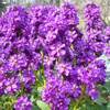赤いマンサクの花。わが家のベランダの花。