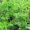 【隠居の朝の一言　言う事がコロコロ変わる人を信じるな　06/04】