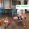 柴犬チャー、看板犬の座を奪われる！！