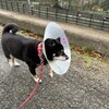 老犬ホームあん｜新人さん マル^^
