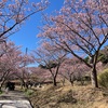 南房総ドライブ寒桜を見に行く