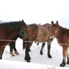 雪と馬