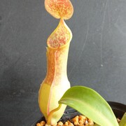 食虫植物の花言葉を調べたらほとんどがアレだった話 ゆっくり食虫植物 タクチャガーデン Takucha S Garden