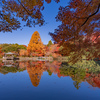 終盤の美しさ：高岡古城公園の紅葉