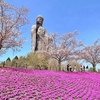 【茨城】桜と芝桜のコラボレーションが美しい！春の「牛久大仏」へ