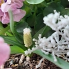 球根類もどんどん成長しています！ムスカリの蕾？が色づきました