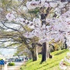 京都よりみちこみち 上賀茂神社〜半木の道・・・