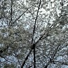 桜と休日出勤