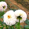 世羅高原農場のダリアたち （75）　～ 花はみんなをしあわせにする ～