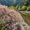 上黒田・桂川の桜