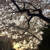 近所の桜、Pythonのreadline()の仕様