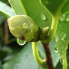 椿の花芽と水滴