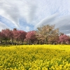 八重桜🌸満開