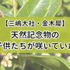 【三嶋大社・金木犀】2023年の開花状況は？天然記念物の子供たちが咲いていた【2023年10月2週目時点】