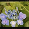 Photo No.1983 / もしかして、クビ？