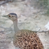 カンムリショウノガン Red-crested Bustard