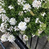 花の名…トキワマガリバナ