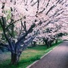 今年の桜