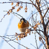 公園の野鳥達（アトリ・ウソ）