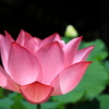 関西花の寺「法金剛院」の蓮の花