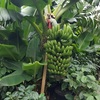 奇跡のバナナ園2回目見学