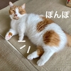 飼い主、毎日愛猫のうんちを待望しています。