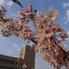出勤前の花見！ちゃっかり茶菓子もいただきます