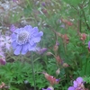 白山市のミニ高山植物園